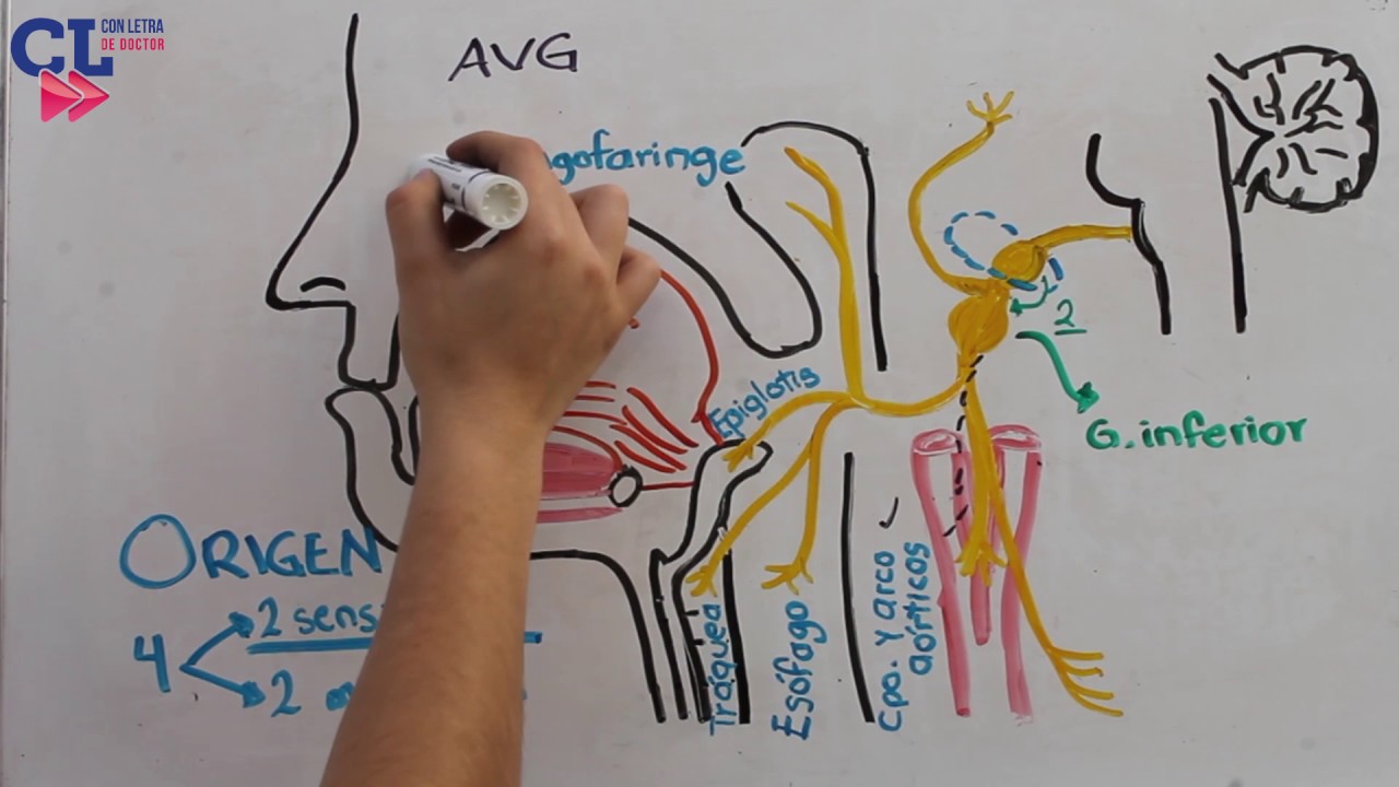 X PAR CRANEAL. NERVIO VAGO