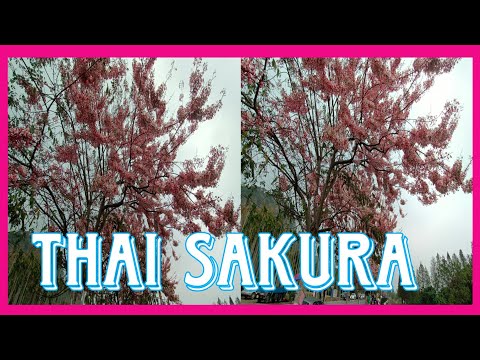 THAI SAKURA|WALKING TOUR
