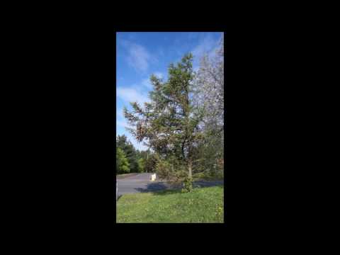 Educational videos on nature (Japanese Larch Tree - May 2017)