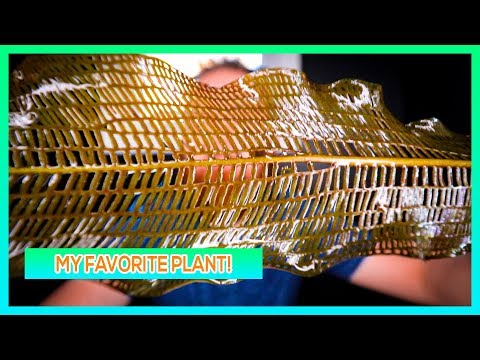 image-What is a lace plant?