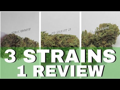 download lagu mp3 mp4 Green Grapes Strain, download lagu Green Grapes Strain gratis, unduh video klip Green Grapes Strain