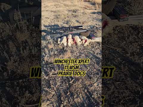 Rifleman Review: Winchester XPR Hunter Vias