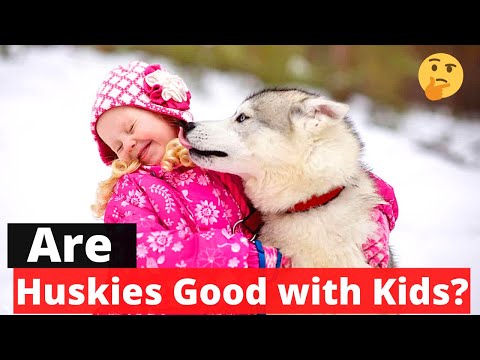 Are Huskies good with kids? Are Huskies Family dogs? 🤔