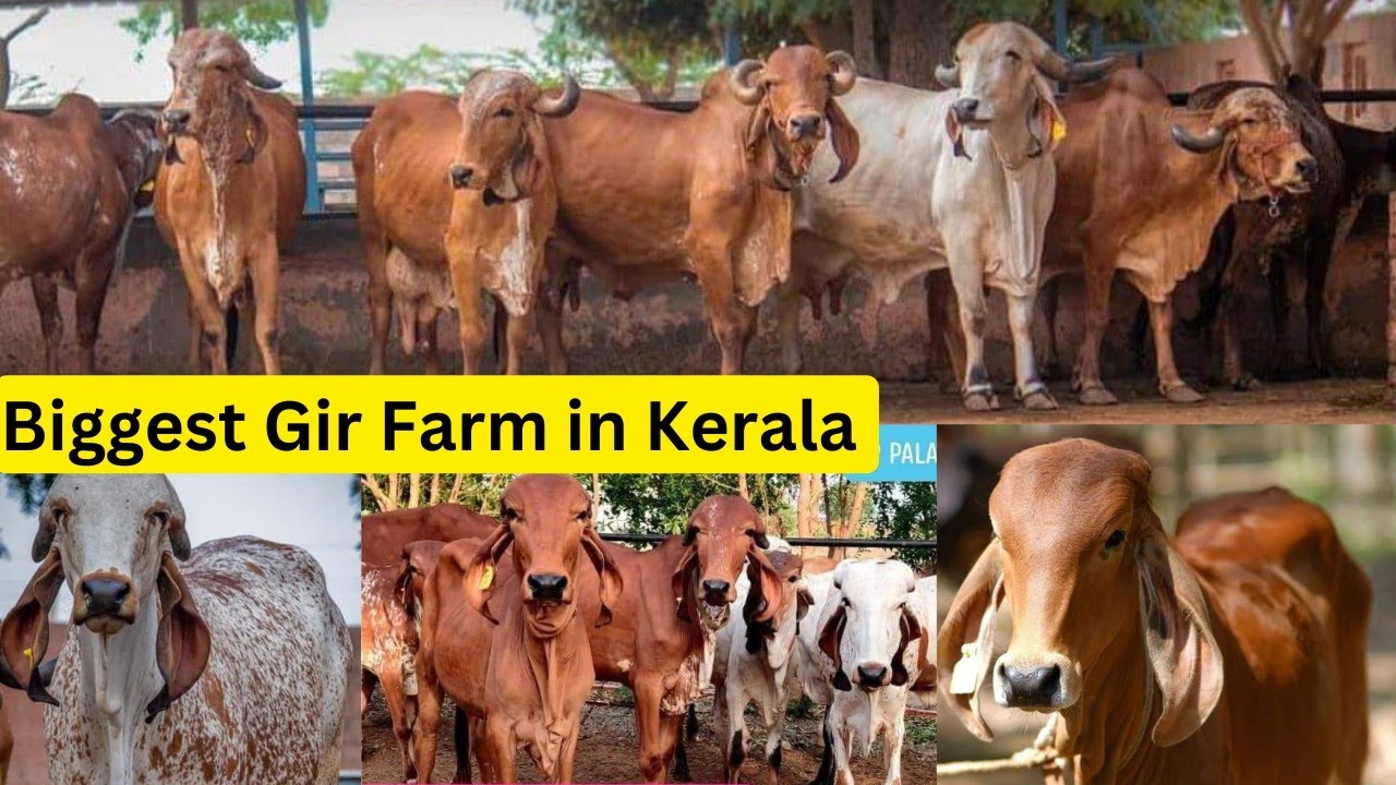 കേരളത്തിലെ ഏറ്റവും വലിയ ഗിർ പശു ഫാം,വിലക്കുറവിൽ പശുക്കുട്ടികളും ചന പശുക്കളും|Gir Cow Farm|Cow sale