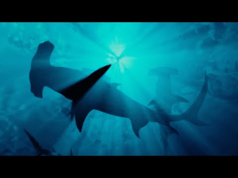 Dumb Buoys Fishing Club - 'REDZONE' (Ft.Humble The Great) [Official Music Visualiser]