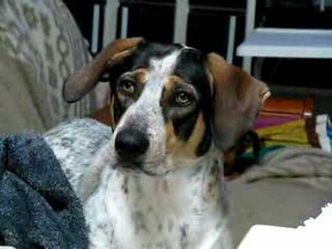 Alani Listens to Dog Video