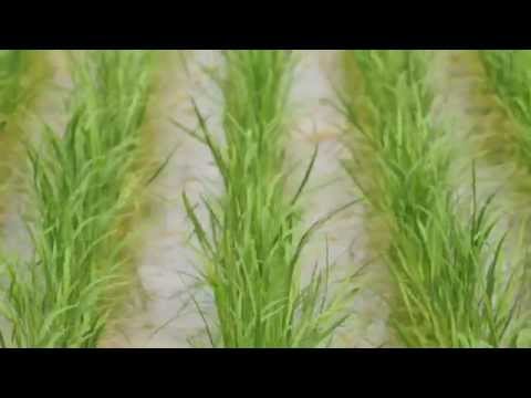 神戸大学の農場【夏】(食資源教育研究センター)