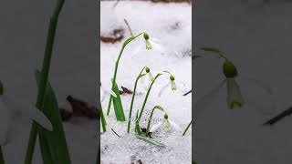 The Arrival of Spring | Cinematic Celtic Music #instrumentalmusic #springvibes #musicshorts