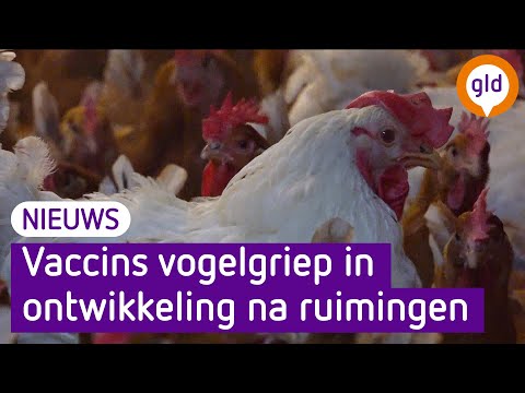 Vaccins voor vogelgriep klaar voor testen