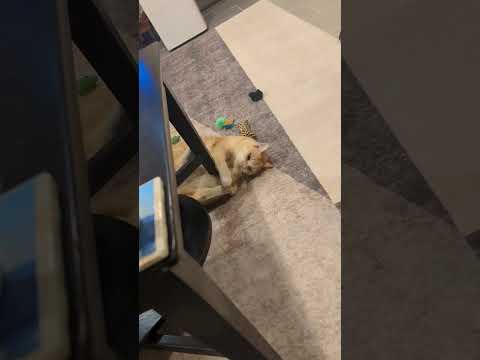 Lilly video