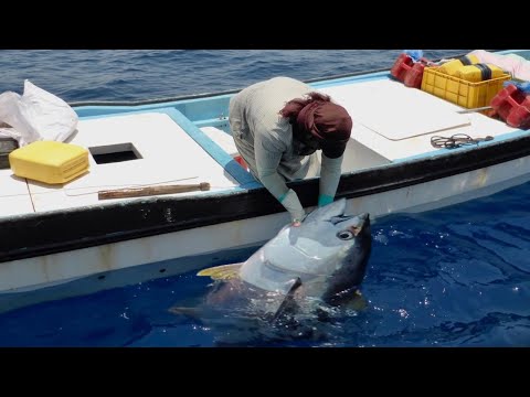 Amazing Fishing Skills Yellowfin Tuna Never Seen Before - Most Satisfying Sea Catching Tuna Videos!