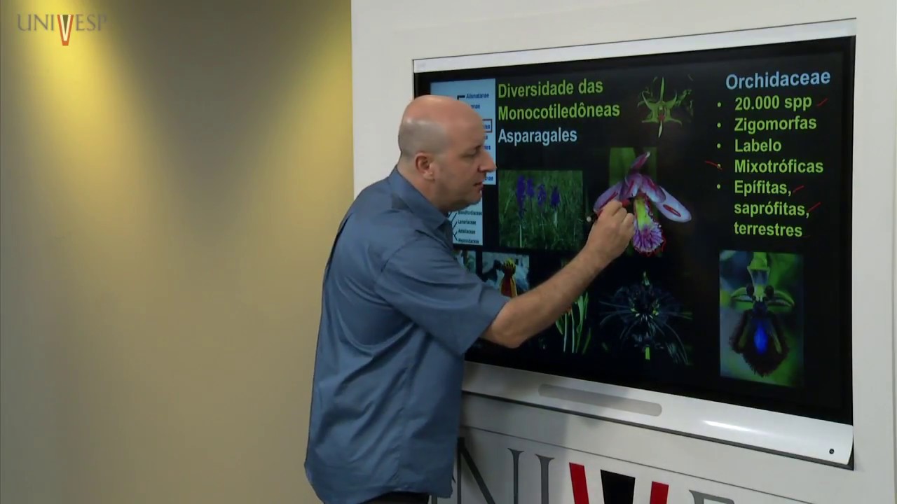 Taxonomia Vegetal - Aula 09 - Angiospermas - Monocotiledôneas