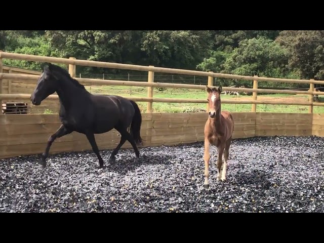 Poulain Lusitano x kwpn