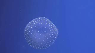 Download lagu Video ubur-ubur laut cantik banget(jellyfish) mp3 Download lagu Video ubur-ubur laut cantik banget(jellyfish) mp3