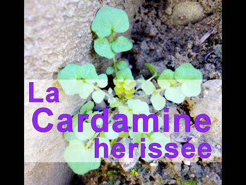 Plante sauvage d'hiver Goûtez la Cardamine Hérissée !