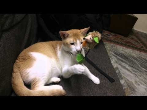 LCD: Lazy cat disorder