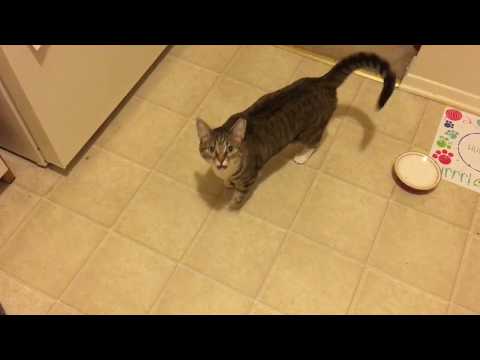 If cats said "Dad" instead of meow