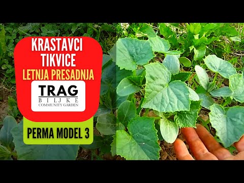 CUCUMBERS AND ZUCCHINI SUMMER TRANSPLANTATION - PERMA MODEL 3 (2021) [TRACE OF THE PLANT]