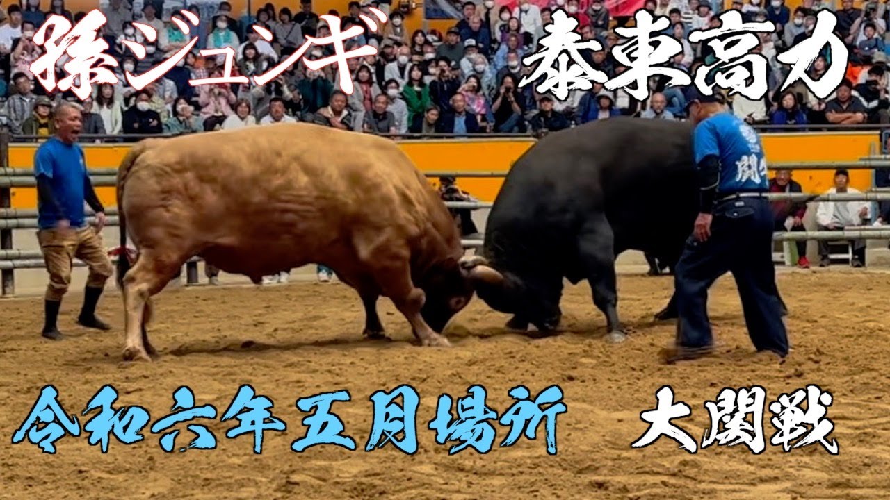宇和島闘牛 令和六年五月場所 大関戦 孫ジュンギ vs 泰東高力