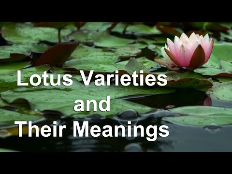 Lotus Flowers Varieties and Their Meanings