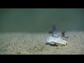 "I believe I can fly", Chromodoris annulata, Nudibranch, Nacktkiemer, Nacktschnecke, Coral Sun, Ägypten, Safaga