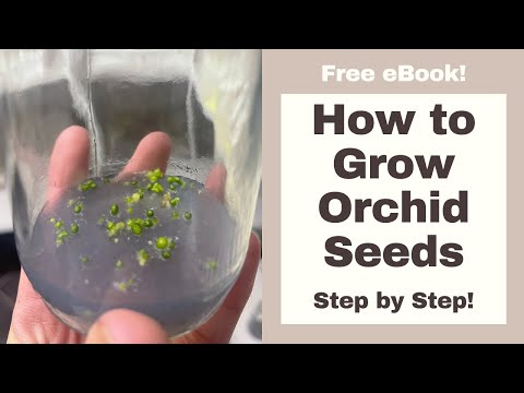 , title : 'How to Grow ORCHIDS from SEED Step by Step'