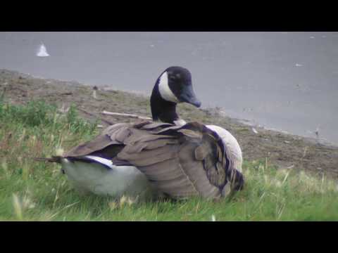 Barnacla canadiense ( Branta canadiense ) Canada goose