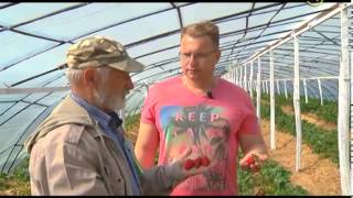 Сельские истории с Сергеем Курочкиным. Клубника в теплице