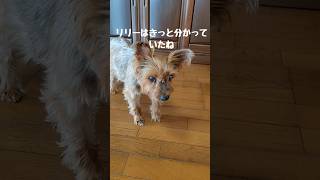 最後の優しさ#保護犬 #老犬 #犬のいる暮らし #ヨーキー親子