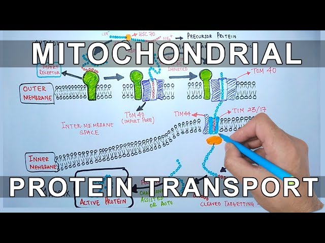 Video Uitspraak van cytosolic in Engels