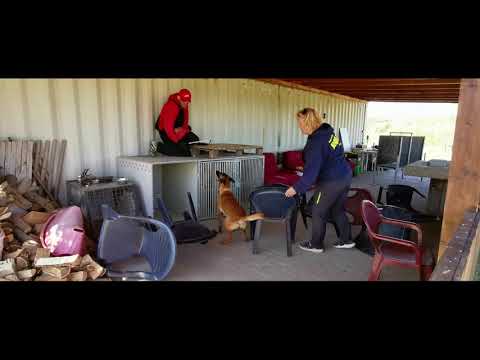 Daira barking and bite training