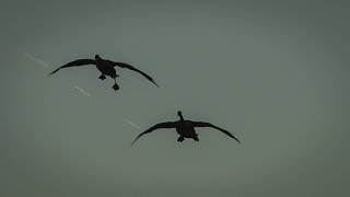 The X: New York Early Season Goose Hunting