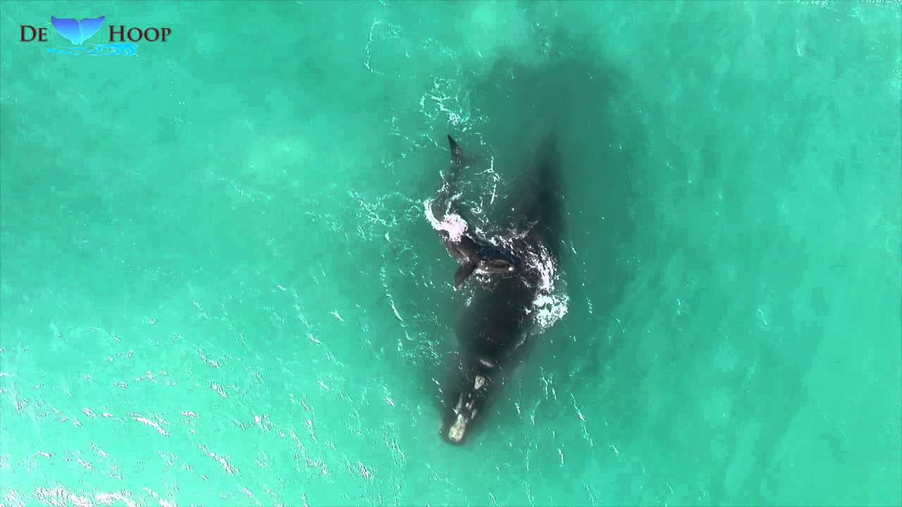 Whale Coast Cetacean Project video