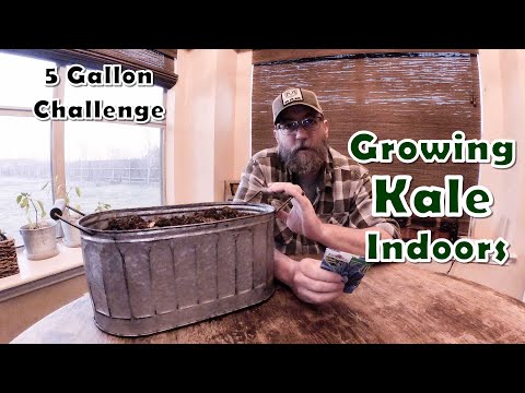 Growing Kale Indoors #5GallonChallenge