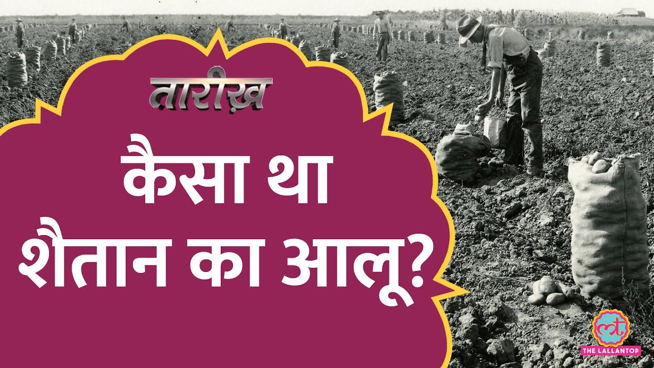 लोग आलू खाने से मर जाते थे? धतूरे से नाम कैसे जुड़ा? History of Potato Explained।Aaloo।Tarikh