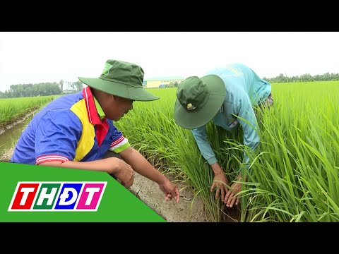 GIẢI PHÁP CÂY LÚA ĐẸP, NĂNG SUẤT CAO