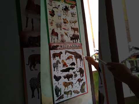 Adik afifah mengenal animals...