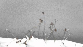 Korallreven - comin down