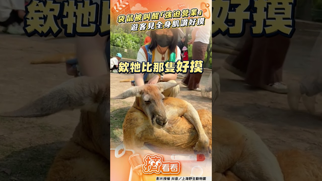影音/袋鼠被遊客叫醒「強迫營業」 「全身肌肉」反差萌讚好摸
