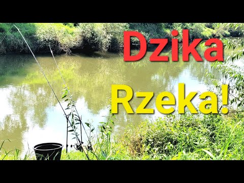 A Wonderful Day on the Wild River! Classic River Feeder and Wild Fish! PZW Fishing