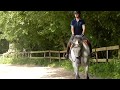 Dressage Summer 2017 Dressage Summer 2017