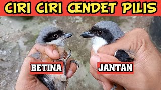 Download lagu The Most Accurate Way to Differentiate Male and Female Cendet Pilis mp3