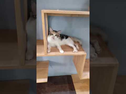 Seri Talam Cat Gallery - Kucing-Kucing