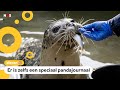 Dierentuinen zijn dicht, maar online is van alles te zien