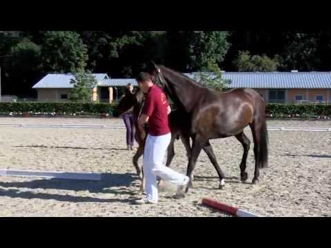 HF v. Feu d´Or x Paradiesvogel (Fontane)