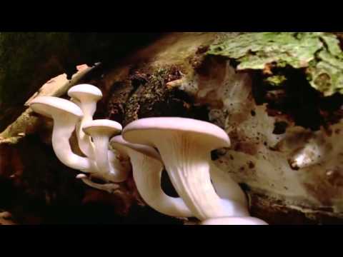 La Naturaleza Nos Habla