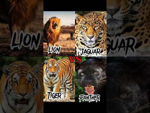 lion vs tiger vs jaguar vs panther #viral #shorts #edit