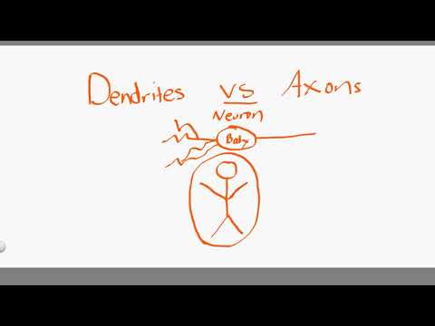 dendrites vs axons