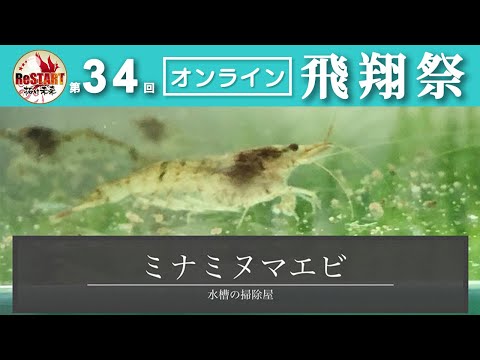 水槽の掃除屋 ミナミヌマエビ
