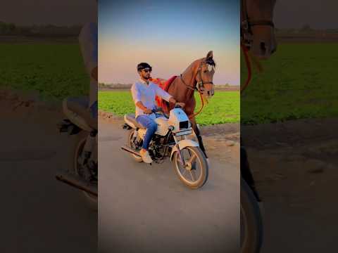 Horse lovers ❤️‍🔥 || horse racing || #horseriding #horse #shorts